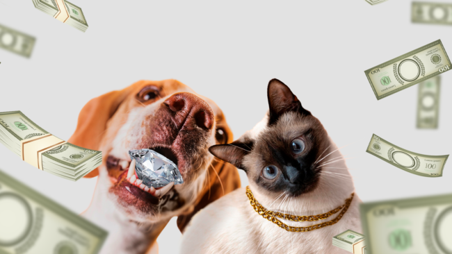 Idosa chinesa exclui filhos de seu testamento e deixa herança de R$ 13 milhões para seus animais de estimação Idosa chinesa exclui filhos de seu testamento e deixa herança de R$ 13 milhões para seus animais de estimação