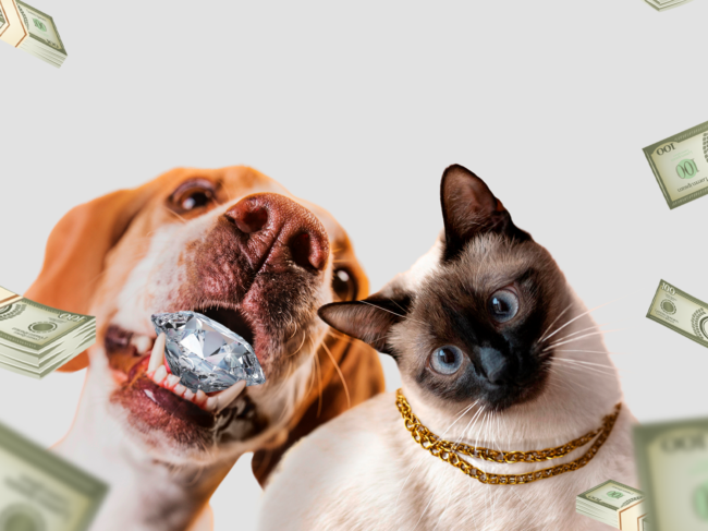 Idosa chinesa exclui filhos de seu testamento e deixa herança de R$ 13 milhões para seus animais de estimação Idosa chinesa exclui filhos de seu testamento e deixa herança de R$ 13 milhões para seus animais de estimação