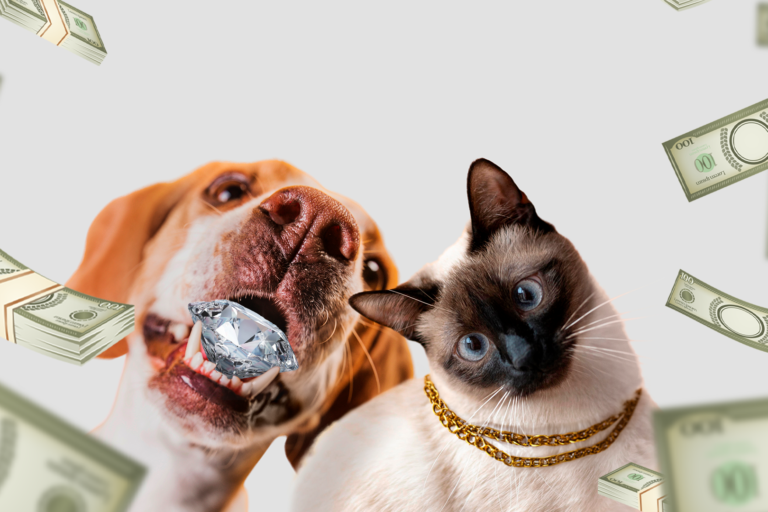 Idosa chinesa exclui filhos de seu testamento e deixa herança de R$ 13 milhões para seus animais de estimação Idosa chinesa exclui filhos de seu testamento e deixa herança de R$ 13 milhões para seus animais de estimação